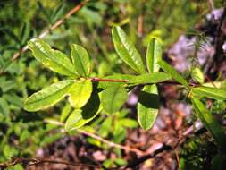 Image of Caragana ussuriensis (Regel) Pojark.