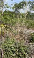 Image of Britton's beargrass