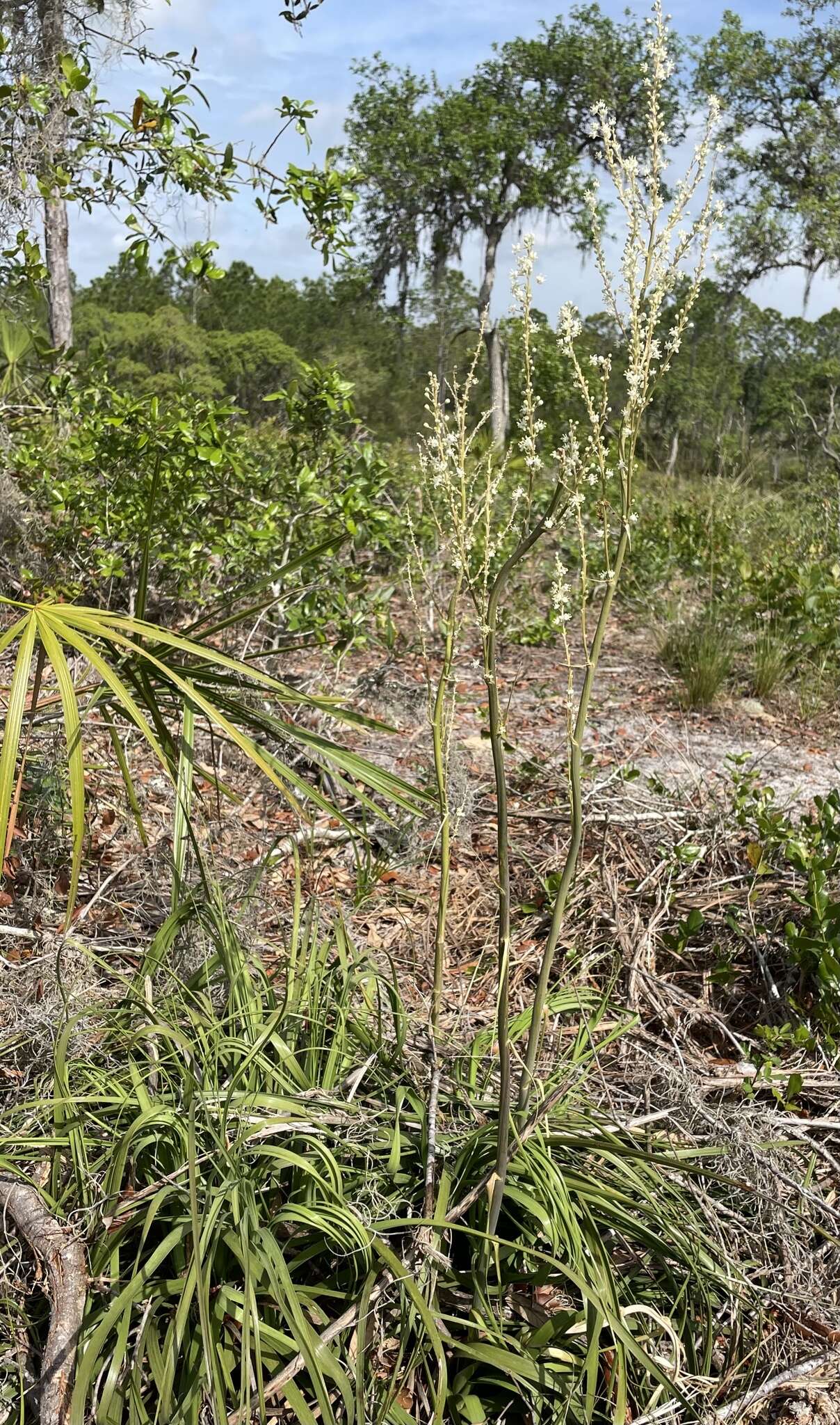 Image of Britton's beargrass