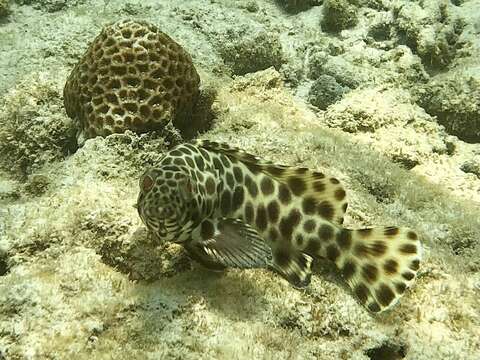 Image of Barred-chest Rock-cod