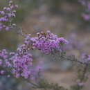 Image of Kunzea parvifolia Schau.