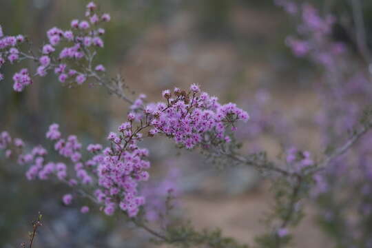 Image of Kunzea parvifolia Schau.