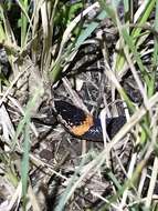 Image of Cacophis churchilli Wells & Wellington 1985