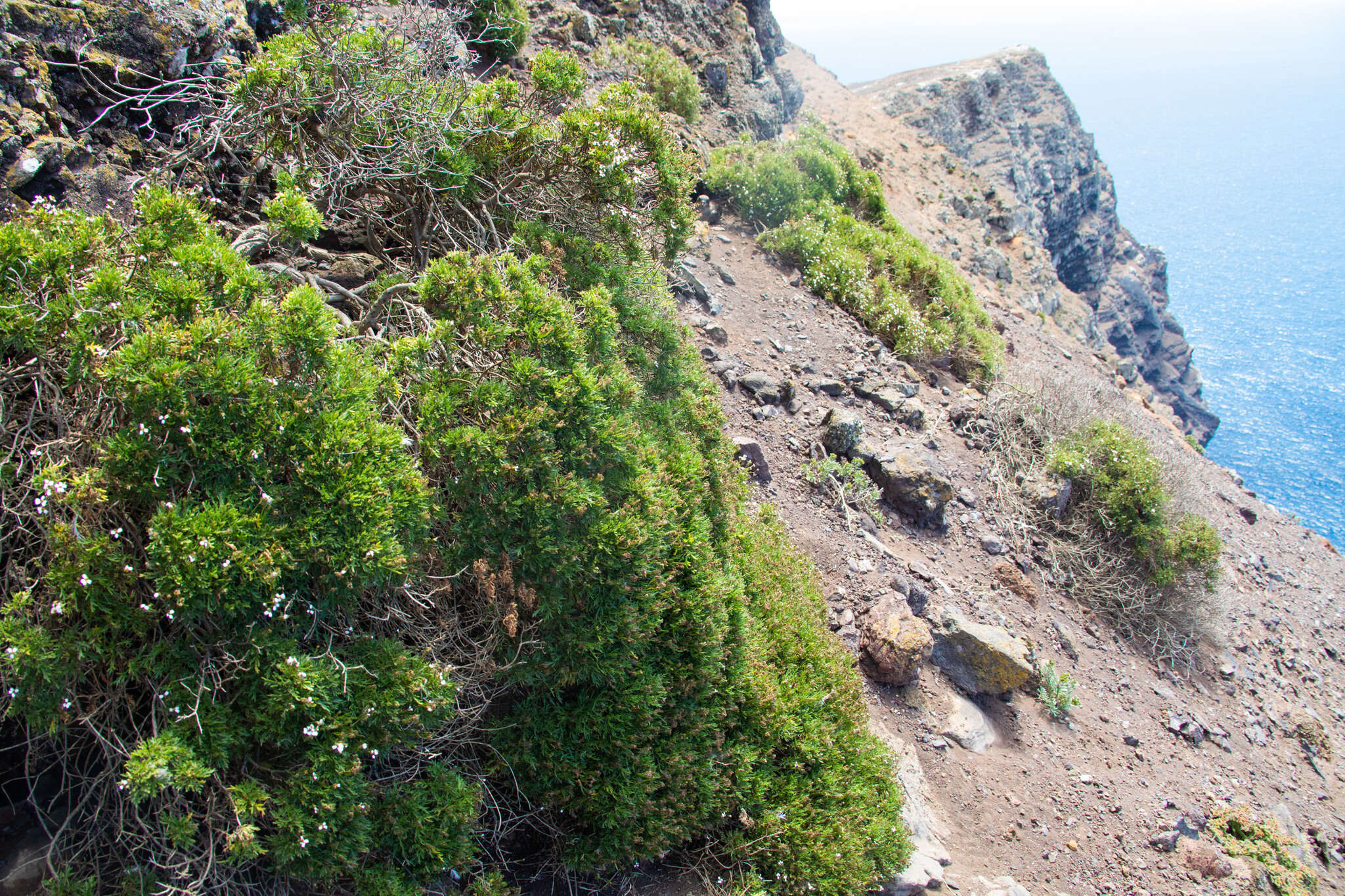 Image of Lycapsus tenuifolius Phil.