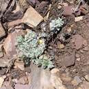 صورة Antennaria aromatica E. F. Evert