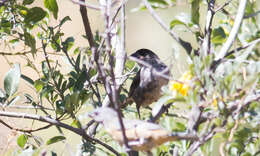 Image of Rusty-bellied Brush Finch