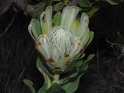 Image of Bot River protea