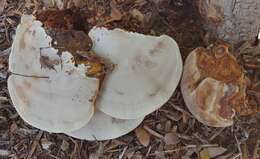 Image of Ganoderma martinicense Welti & Courtec. 2010