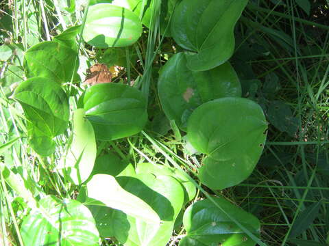 Image of Smilax zeylanica L.