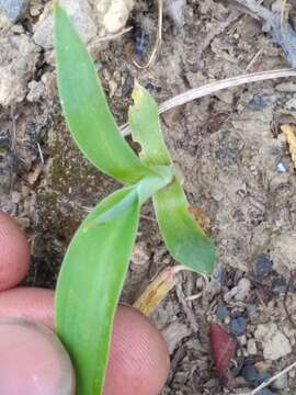 Image of Arthropodium cirratum (G. Forst.) R. Br.