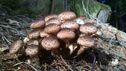 Image of Armillaria ostoyae (Romagn.) Herink 1973