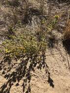 Image of Mojave tarweed