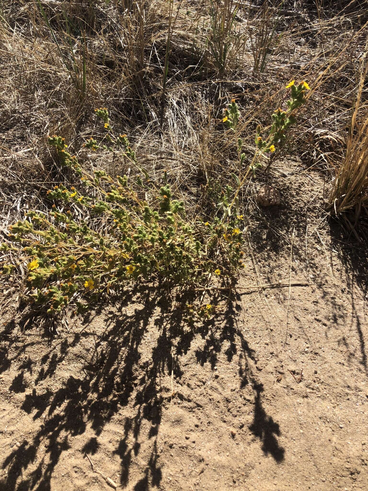 Image of Mojave tarweed