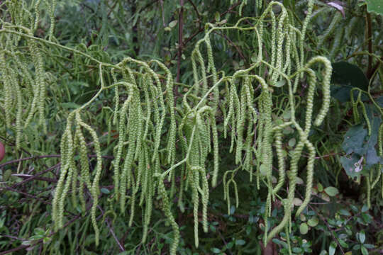 Image of Pseudodiphasium volubile (G. Forst.) Holub