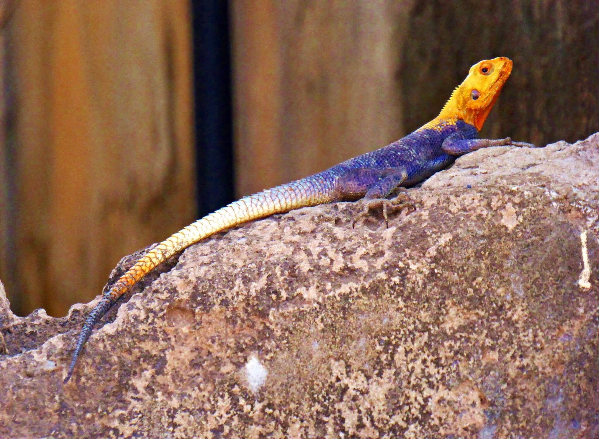 Image of Common agama