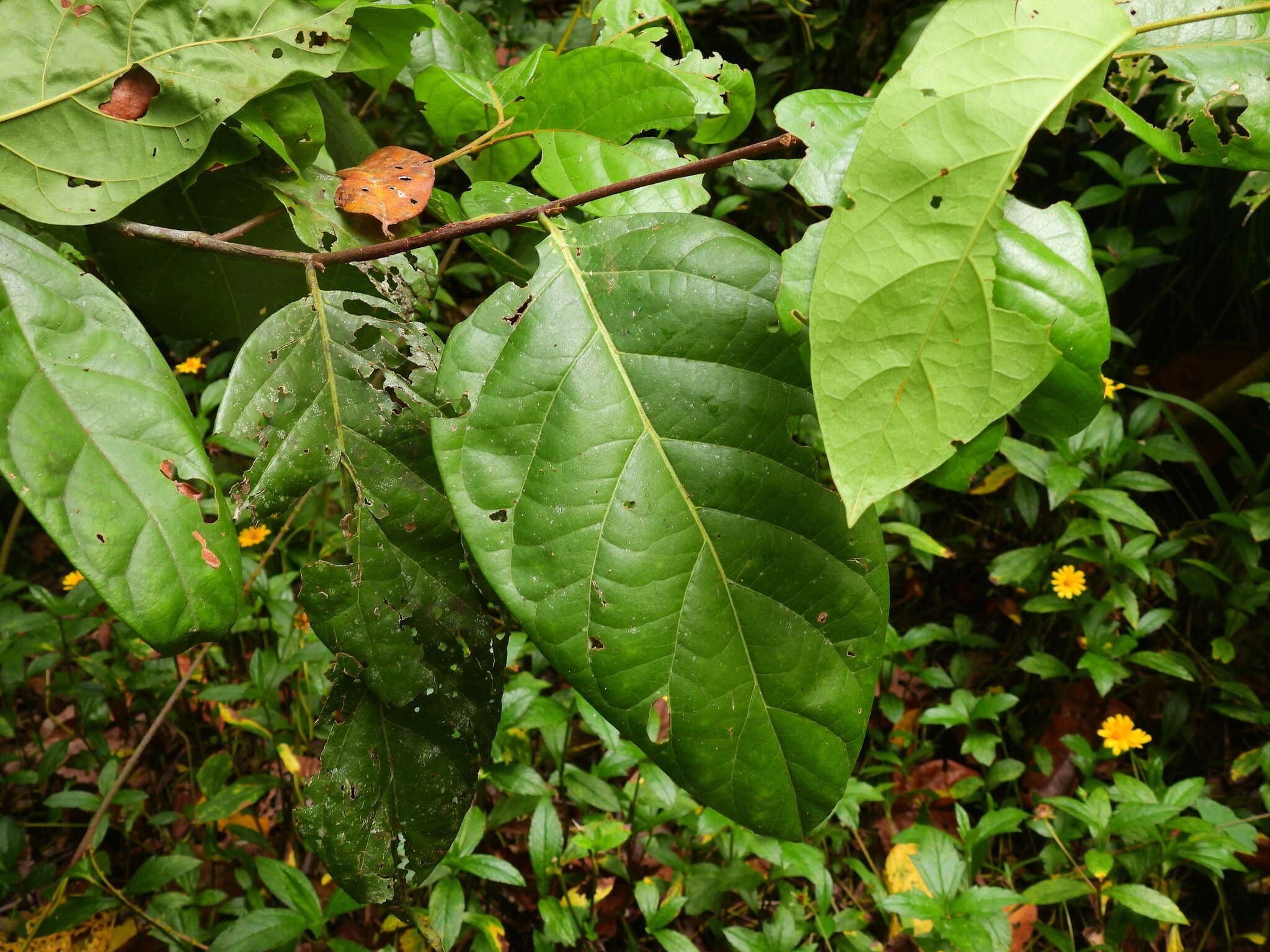 Image of Pygeum turnerianum F. M. Bailey