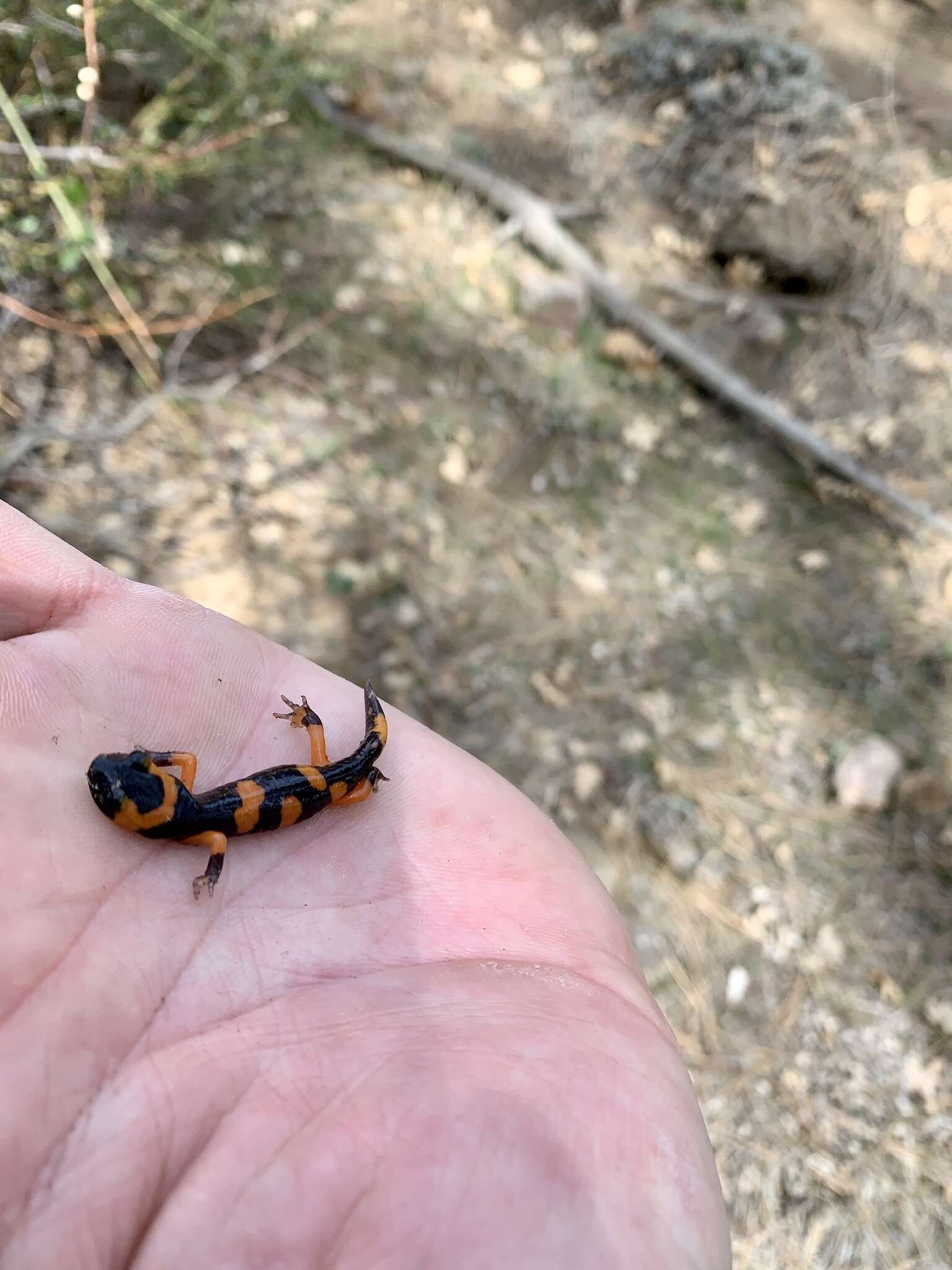 Image of Common Ensatina