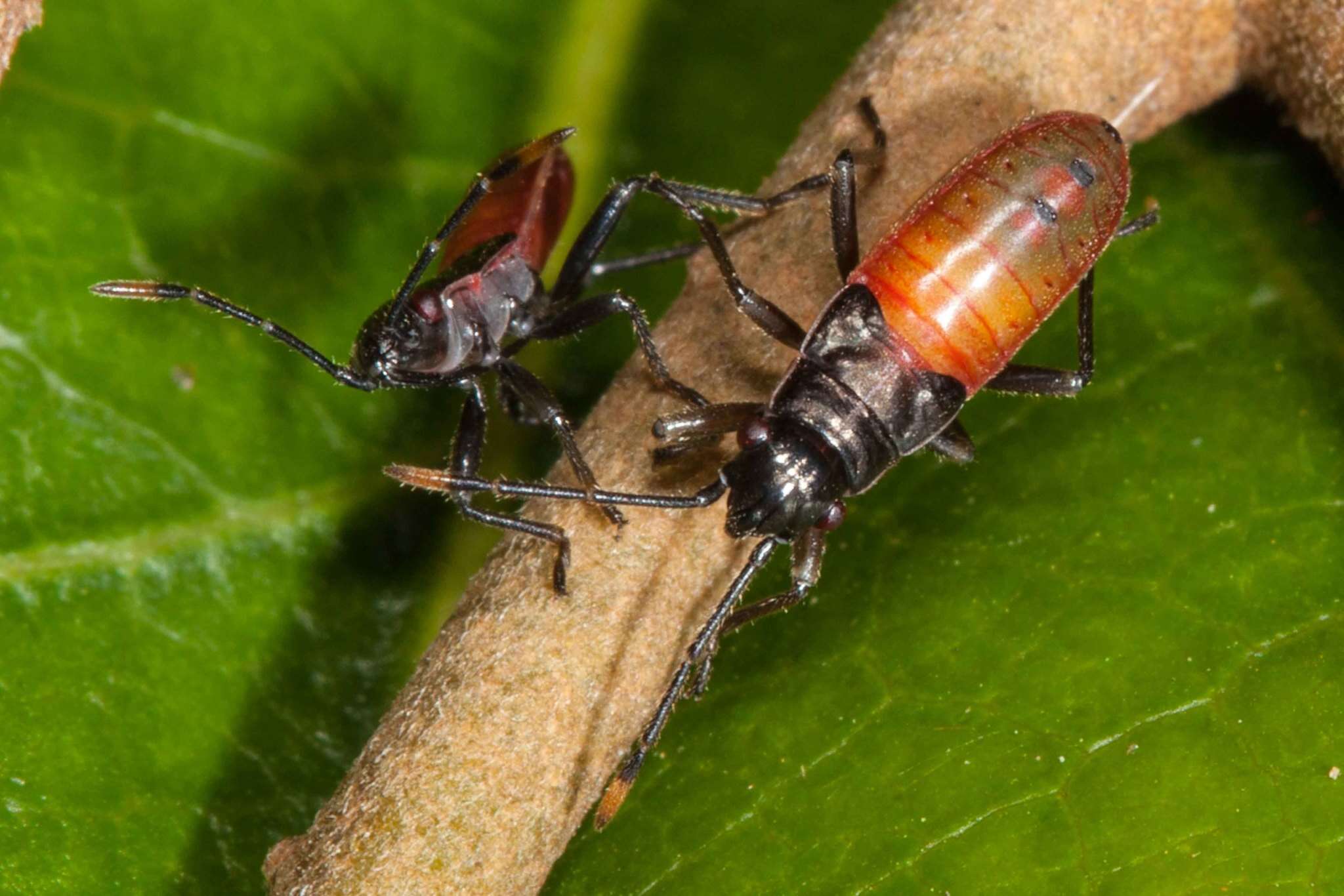 Image of Arocatus rubromarginatus (Distant & W. L. 1920)