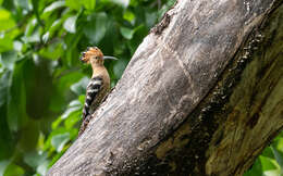 Image of Eurasian Hoopoe