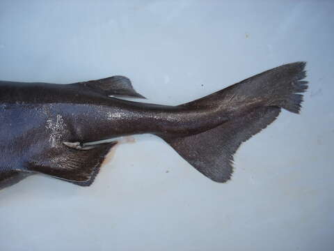 Image of Portuguese Dogfish