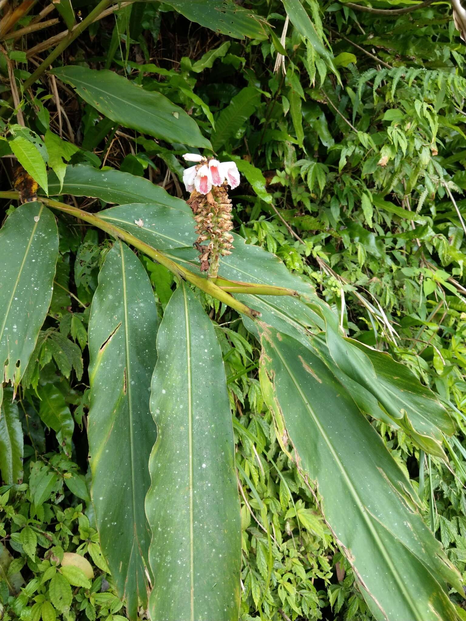 Image of Alpinia shimadae Hayata