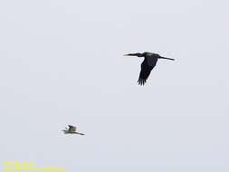 Plancia ëd Anhinga melanogaster Pennant 1769