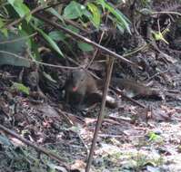 Image of Common Tree Shrew