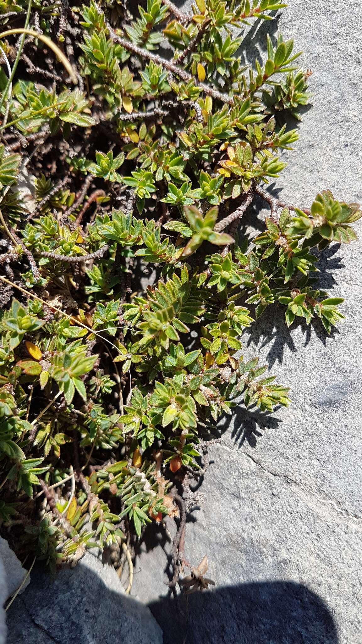 Image of Pimelea oreophila subsp. hetera C. J. Burrows