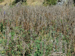 Image of big-leaved lupine