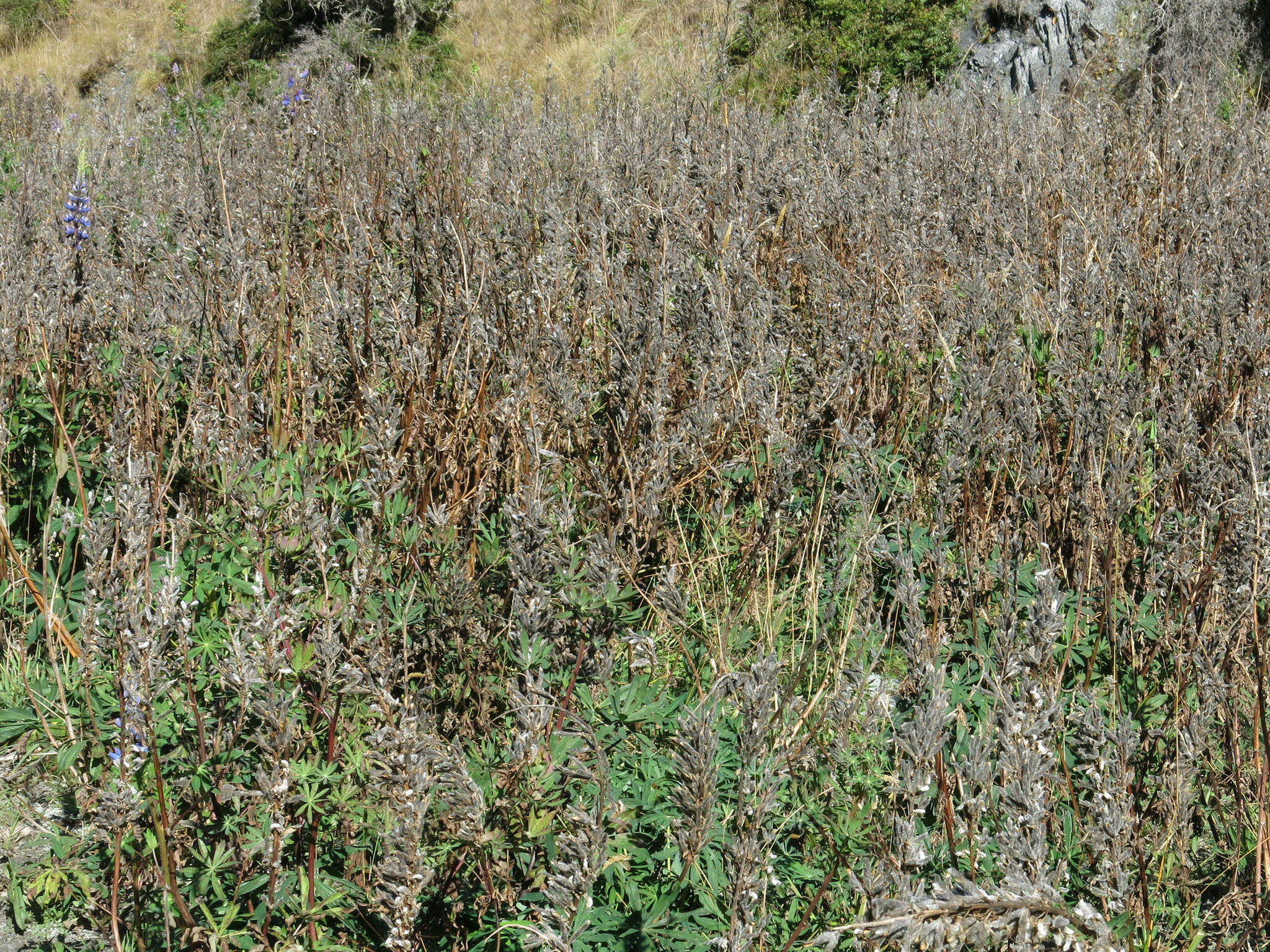 Image of big-leaved lupine