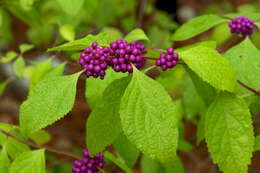 Image of American beautyberry