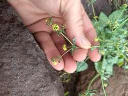 Image of Eriogonum galioides I M. Johnst.