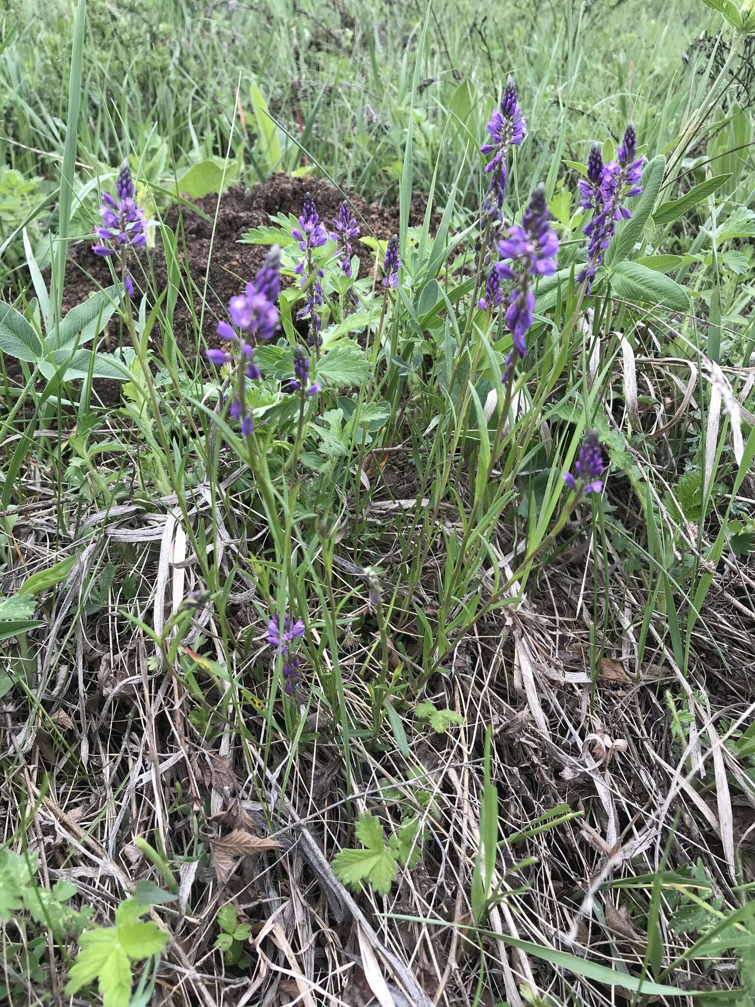 Image of tufted milkwort