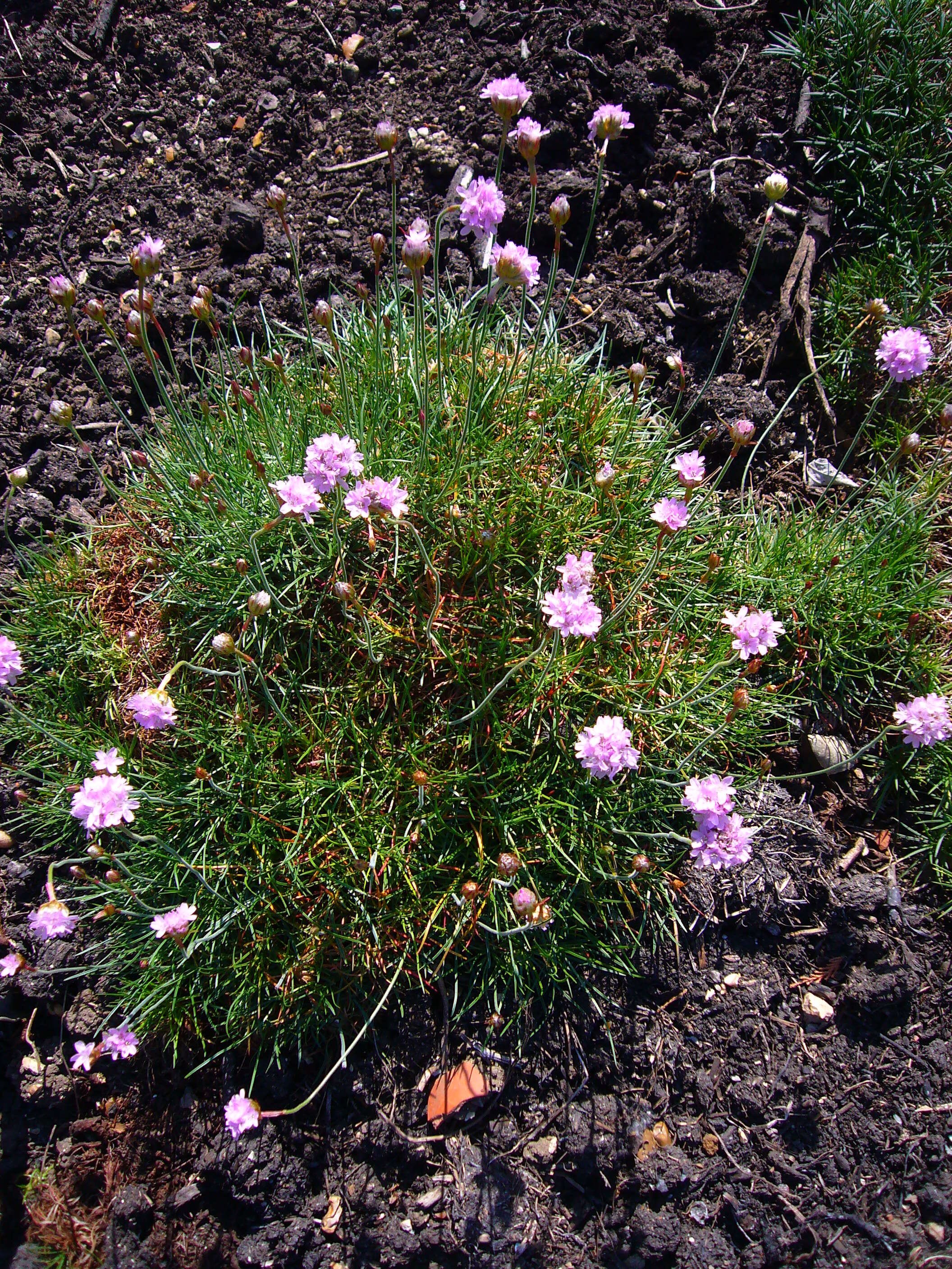 Image of thrift seapink