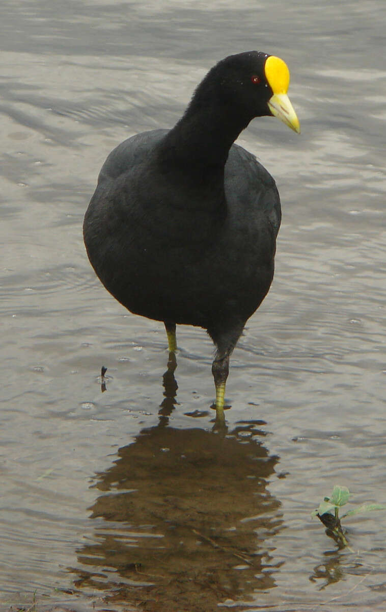 Image of White-winged Coot