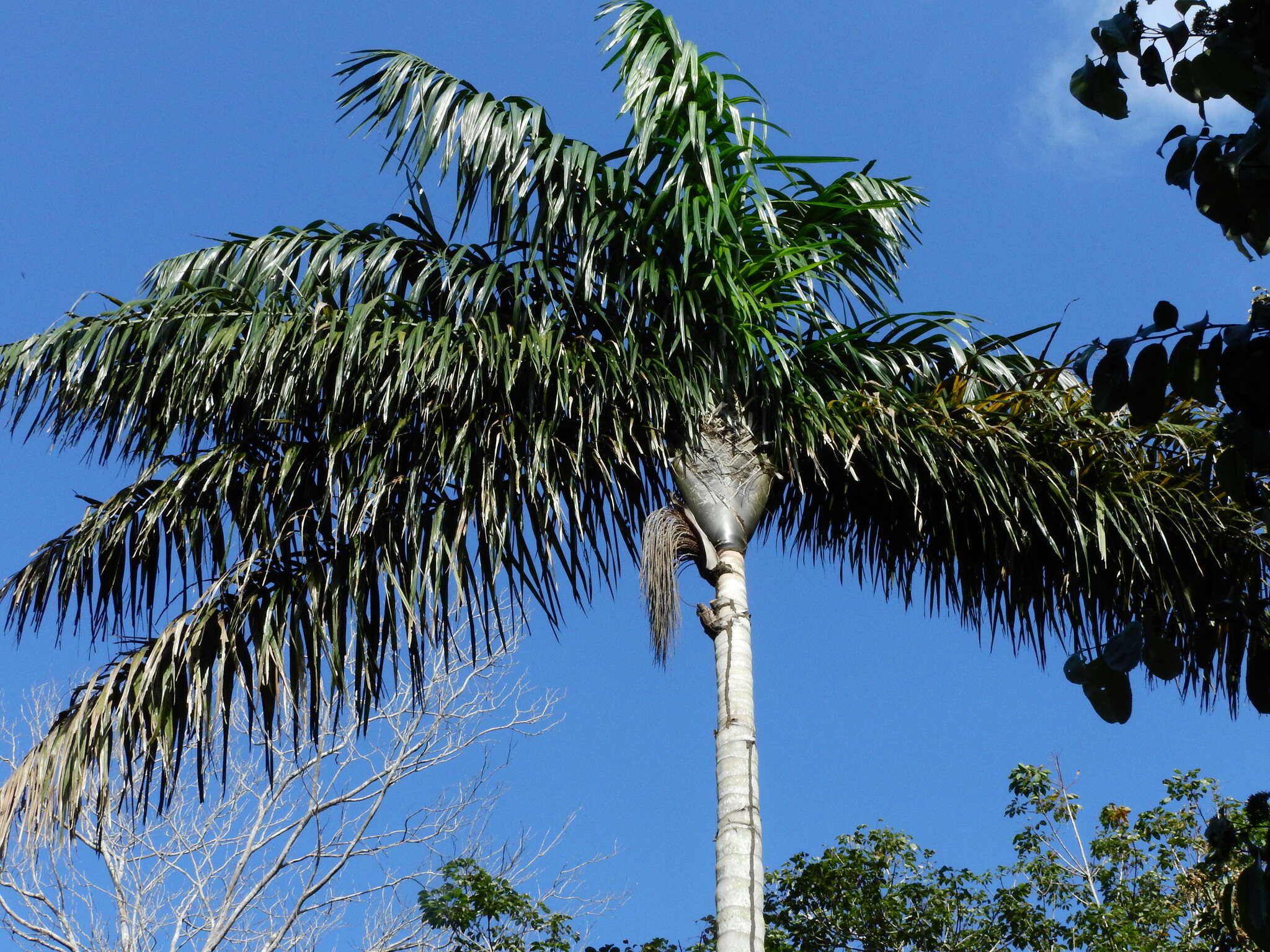 Image of Oenocarpus distichus Mart.