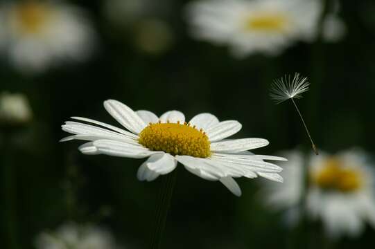 Image of Daisy