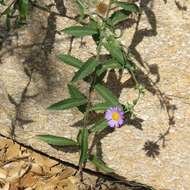 Imagem de Dieteria asteroides var. asteroides