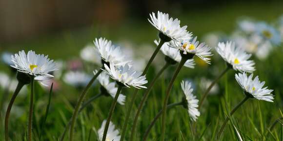 Image of Daisy