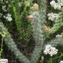 Image de Cylindropuntia californica var. californica