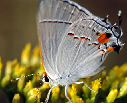 Image of Gray Hairstreak