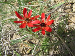 Image of flame adonis