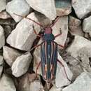 Image of Nepiodes costipennis (White 1853)