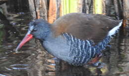 Image of African Rail