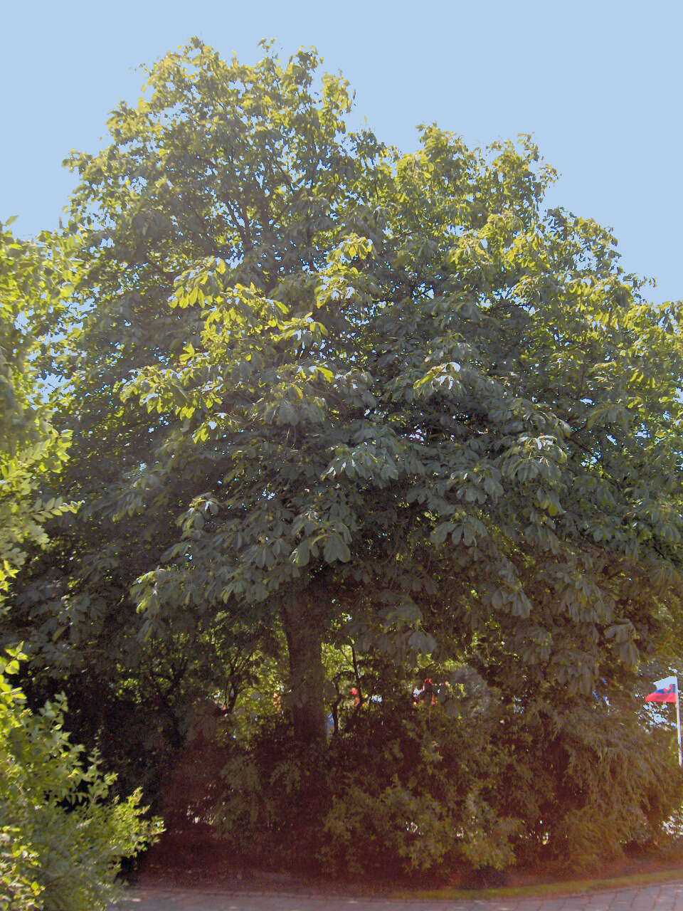 Image of European horse chestnut