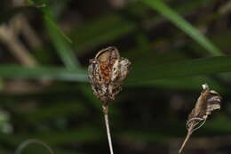 Image de Libertia mooreae Blanchon, B. G. Murray & Braggins