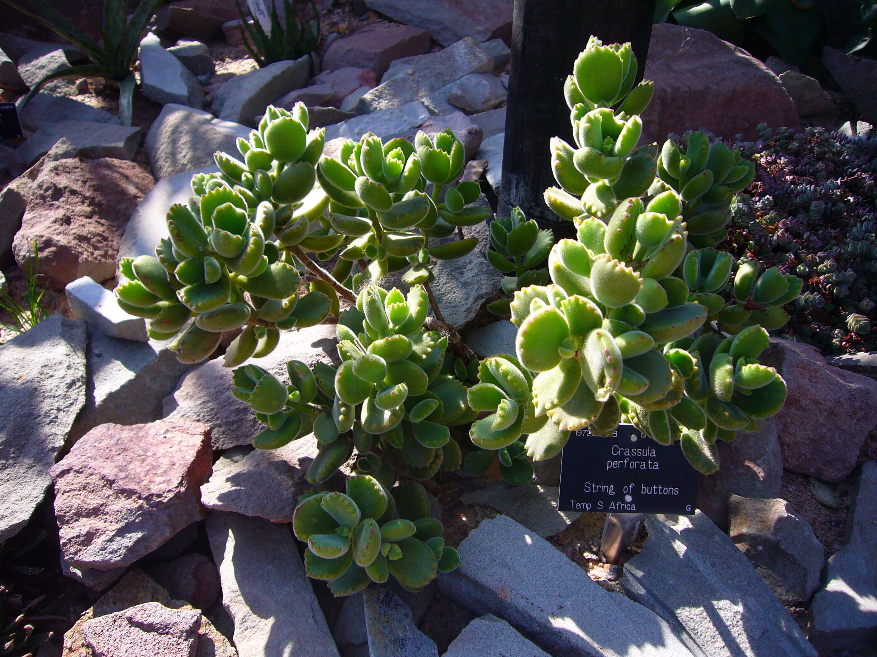 Image of Cotyledon tomentosa Harv.