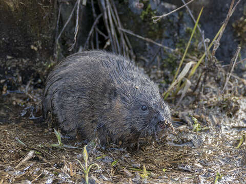 Image of Water Voles