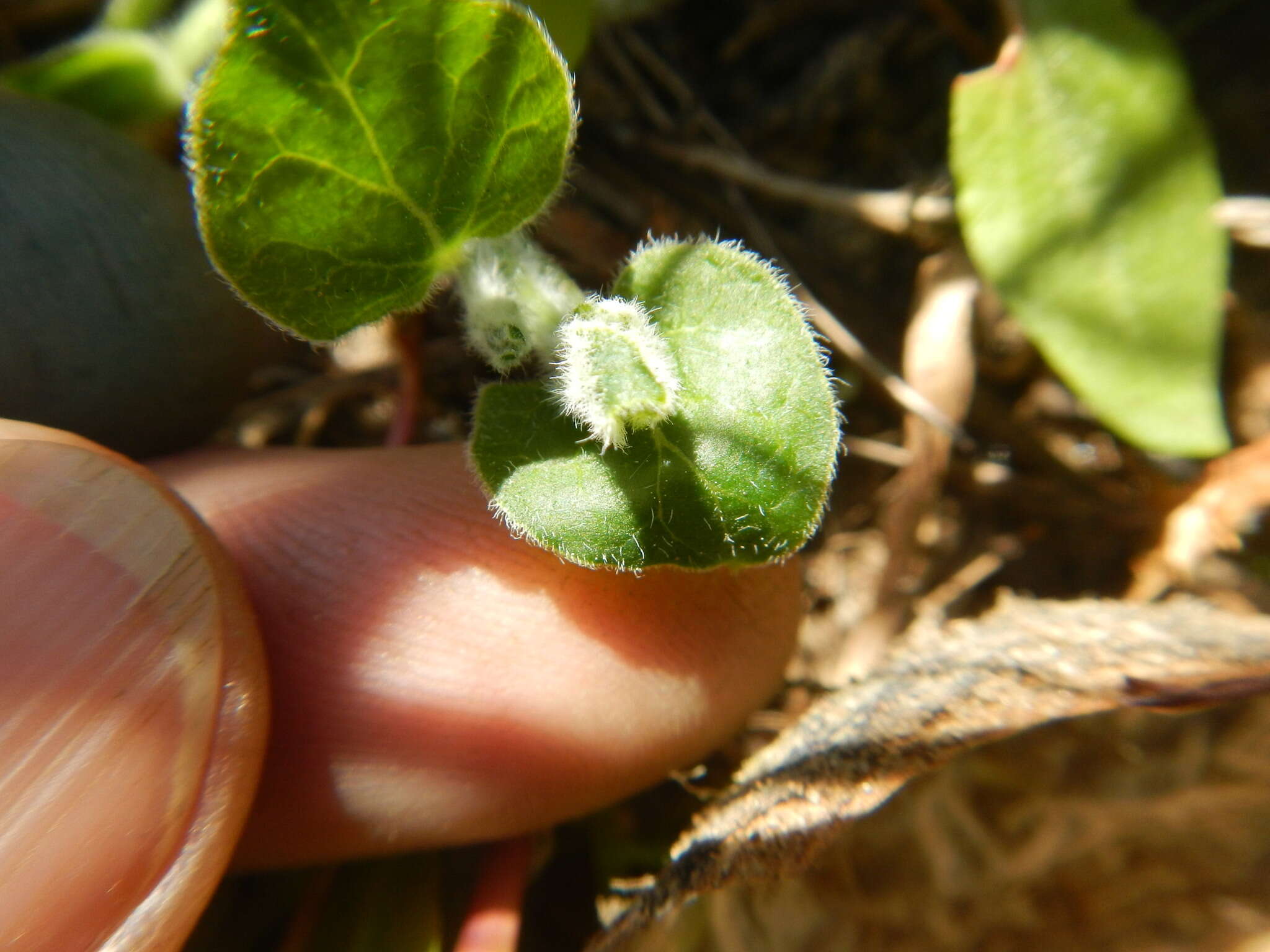 Sivun Matelea cynanchoides (Engelm.) R. E. Woodson kuva