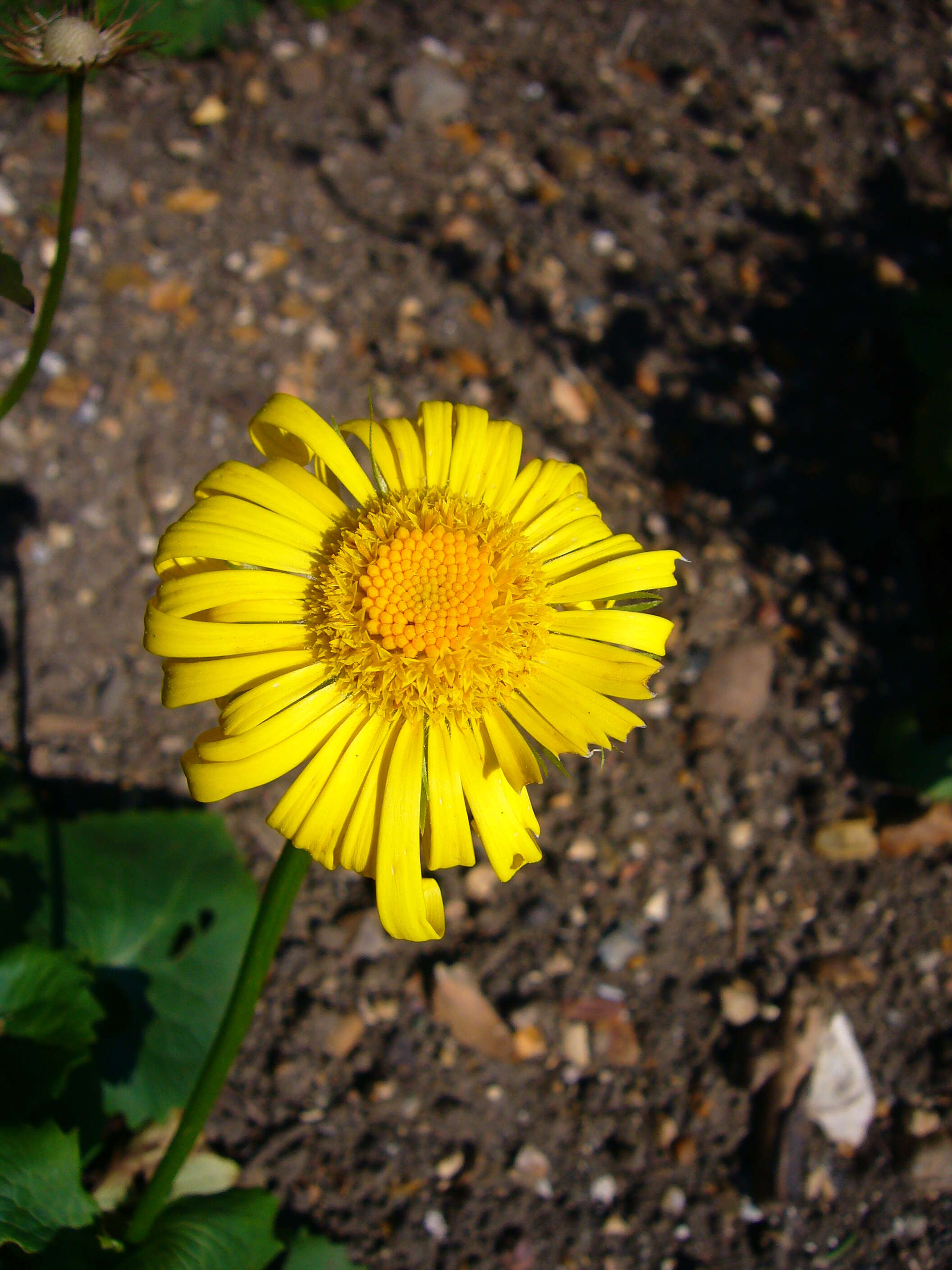 Imagem de Doronicum orientale Hoffm.